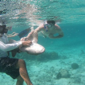 I Pet Sharks