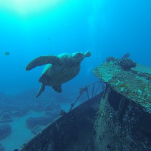 Sea Turtle!