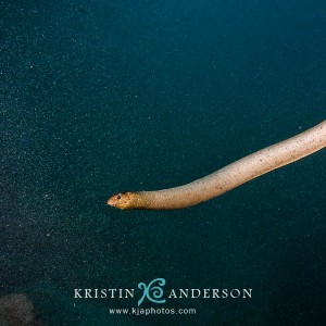 sea snake in sand storm