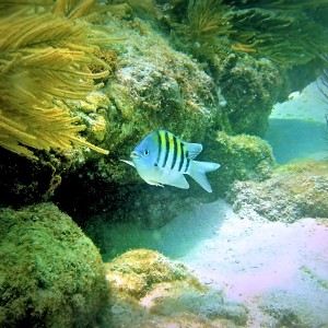 Photos taken of Sombrero Reef Marathon FL