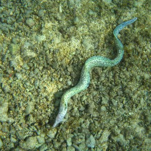 Sharptail Eel, Cozumel