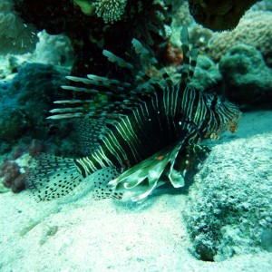 Lionfish (Pterois Volitans?)