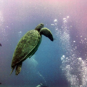 Sea Turtle at Balicasag