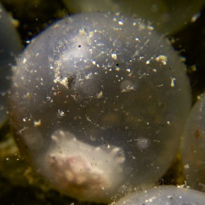 flamboyant cuttlefish embryo