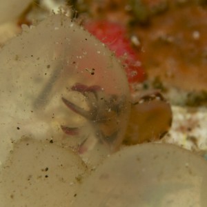 flamboyant cuttlefish hatching