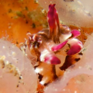 newborn lamboyant cuttlefish