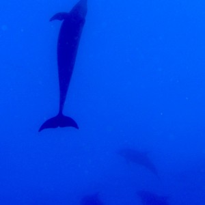Dolphin_sqad