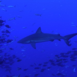 Galapagos_Shark