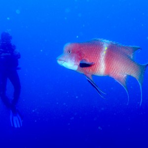 Juan_and_the_Hogfish