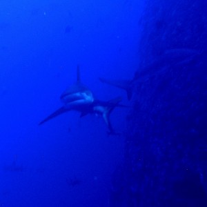Shark_oncomming