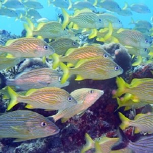 Diving Pics of Puerto Morelos