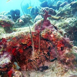 Diving Pics of Puerto Morelos