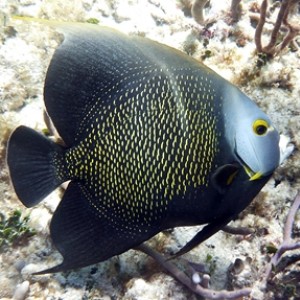 Diving Pics of Puerto Morelos