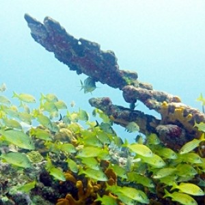 Diving Pics of Puerto Morelos