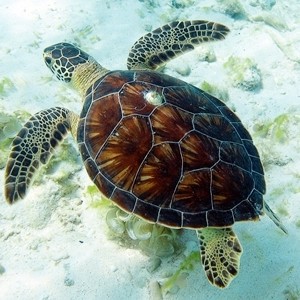 Diving Pics of Puerto Morelos