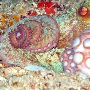 Diving Pics of Puerto Morelos