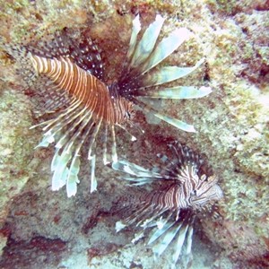 Diving Pics of Puerto Morelos