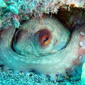 Diving Pics of Puerto Morelos