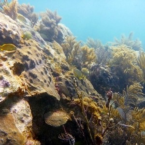 Diving Pics of Puerto Morelos