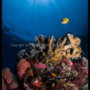 www.divingkomodo.net