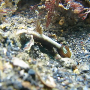 Name This Creepy Goby