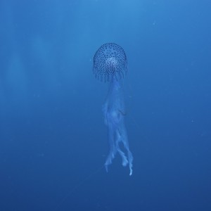 Jelly Fish by Hal Wells