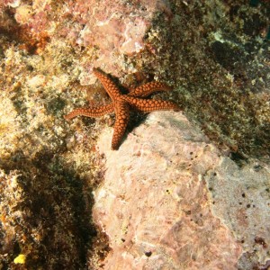 Starfish