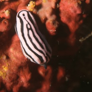 Nudi