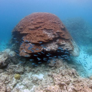 Diving Okinawa