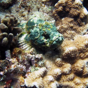 Diving Okinawa