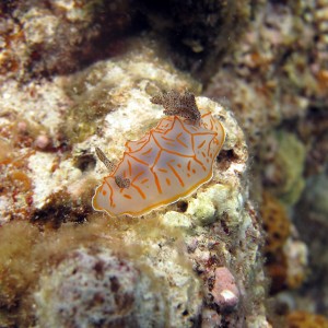 Diving Okinawa