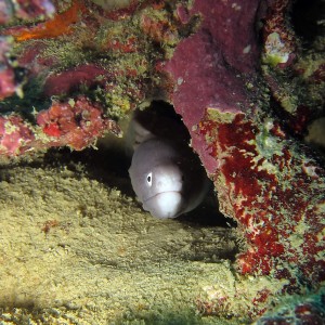 Diving Okinawa