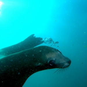 Sea_Lion_Face_Santa Barbera Is.