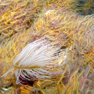 Tube_Dwelling_Anemone