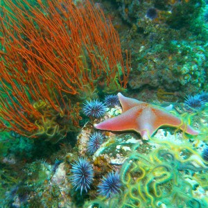 Starfish_reefscape Santa Barbera Is.