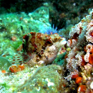 Painted_Greenling_Anacapa