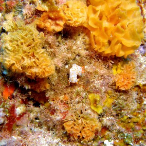 Clown_Nudi_with_Bryozoan