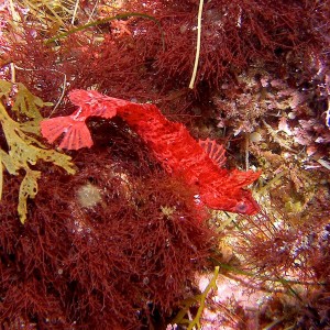 Crevice_Kelpfish_CROP