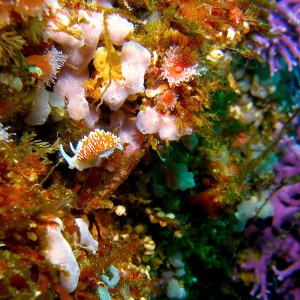 Horned_Aleod_Coral_Gardens_San Clemente