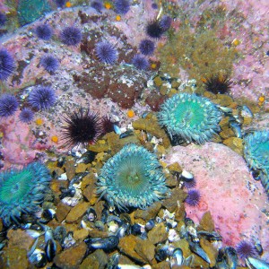 Aggregating_Anemone