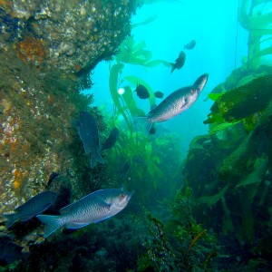 Blacksmith_reefscape_San Clemente