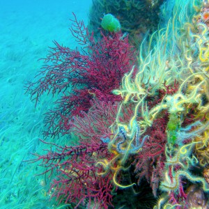 Brittle_star_invasion_Anacapa