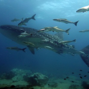 Whale Shark