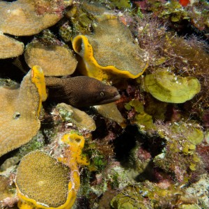 Cozumel Goldentail eel