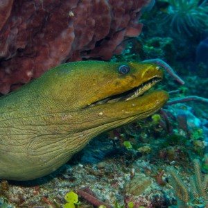 Cozumel Green Moray eel