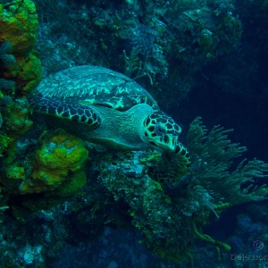 Cozumel Hawksbill turtle