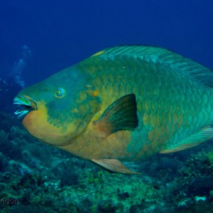 Cozumel Rainbow Parrotfish