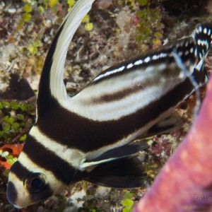 Cozumel Spotted Drum
