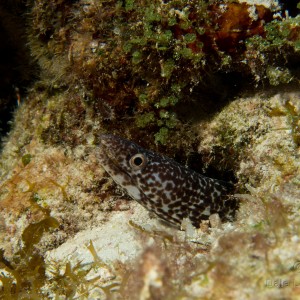 Cozumel Spotted moray eel