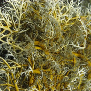 Basket Star (Euryalina  Gorgonocephalidae)